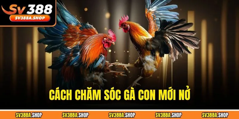 Cách Chăm Sóc Gà Con Mới Nở - Kỹ Thuật Giúp Gà Khỏe Mạnh