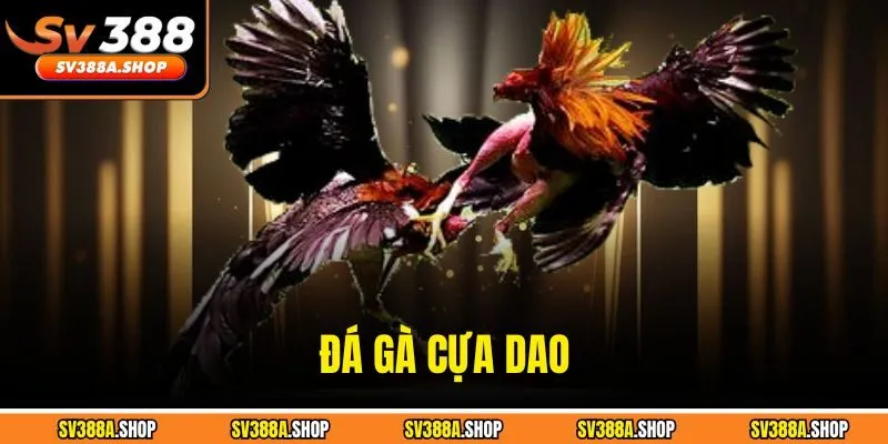 Đá Gà Cựa Dao - Trận Đấu Kịch Tính Tại Nhà Cái SV388