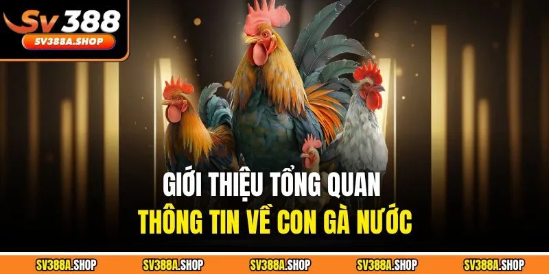 Giới thiệu tổng quan thông tin về con gà nước