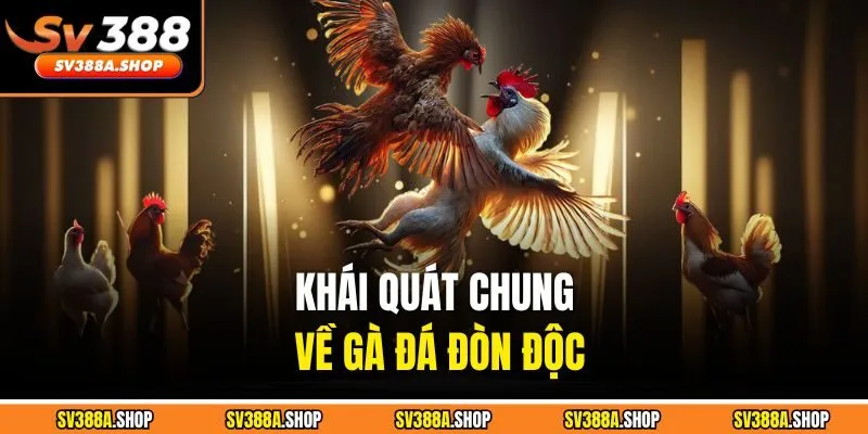 Khái quát chung về gà đá đòn độc