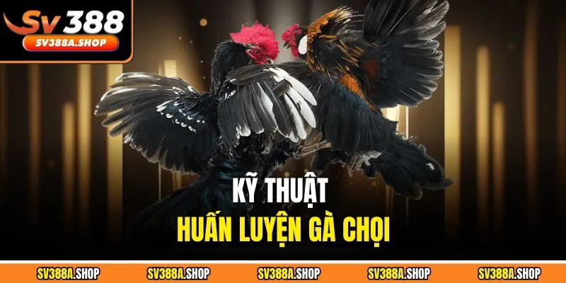 Kỹ thuật huấn luyện gà chọi