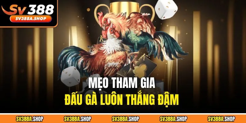 Mẹo tham gia đấu gà luôn thắng đậm 