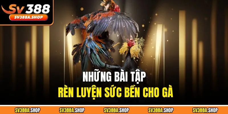 Những bài tập rèn luyện sức bền cho gà
